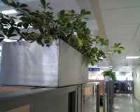 Plantas en la oficina reducen el estrés 